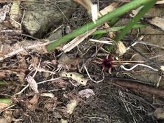 Aspidistra attenuata