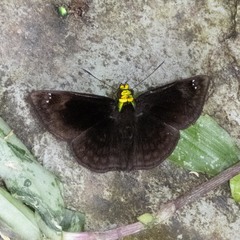 Gorgopas chlorocephala