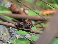 Gorgythion begga begga