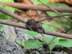 Gorgythion begga begga