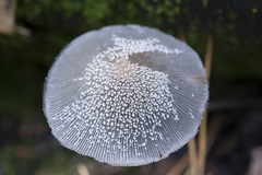 Coprinopsis lagopides