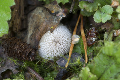 Coprinopsis lagopides