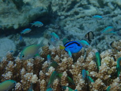 Paracanthurus hepatus