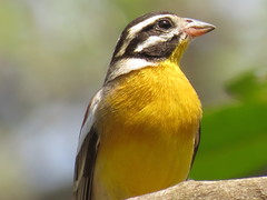 Emberiza flaviventris flaviventris