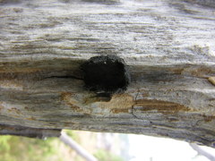 Biscogniauxia repanda