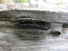 Biscogniauxia repanda