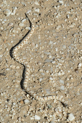 Dipsina multimaculata