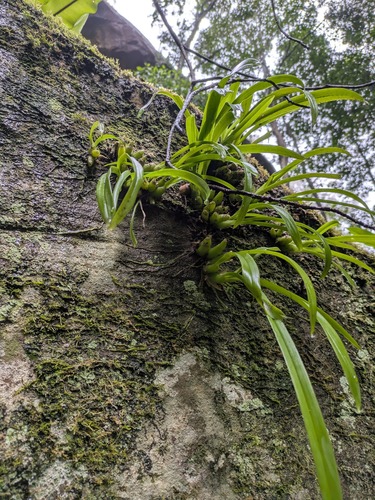 Dog Orchid (Liparis reflexa)