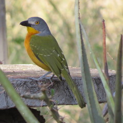 Malaconotus blanchoti