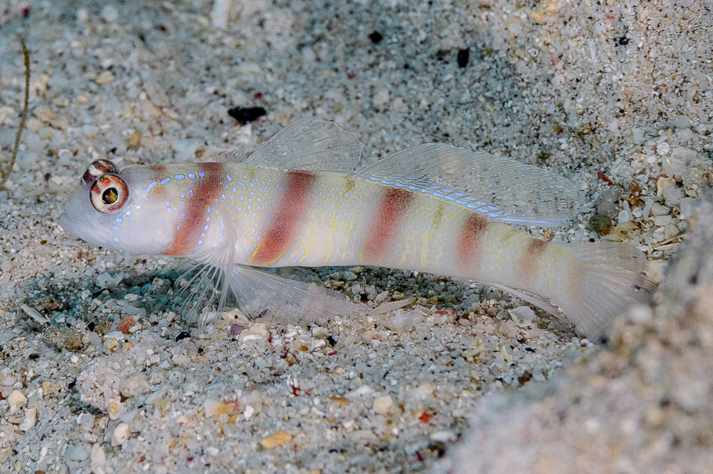 Steinitz's Shrimp-Goby