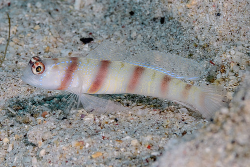 Amblyeleotris steinitzi (Klausewitz, 1974)