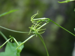 Rytidostylis gracilis