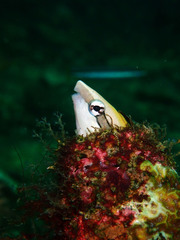 Aspidontus dussumieri