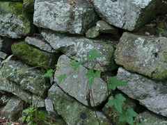 Rytidostylis gracilis