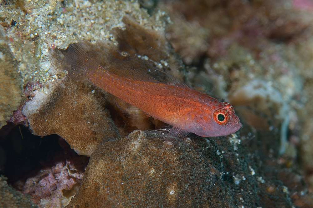 Pimple pygmygoby (Trimma halonevum) — Gobiidae