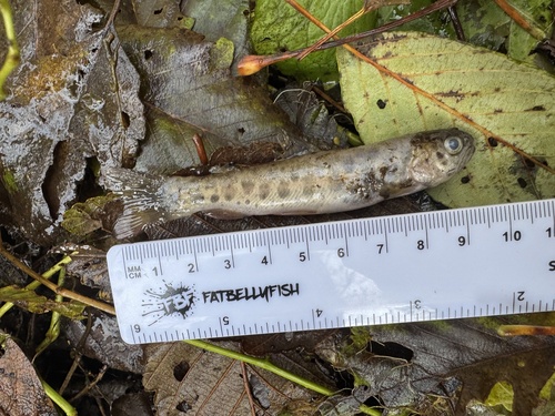 Oncorhynchus mykiss irideus