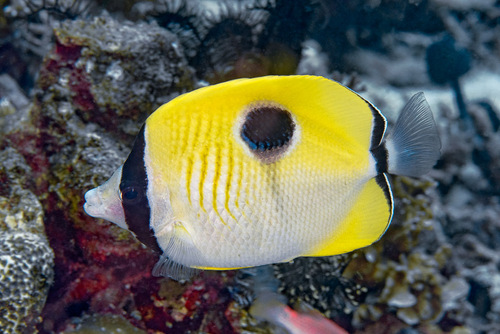 Limespot butterflyfish (Chaetodon unimaculatus) — Chaetodontidae