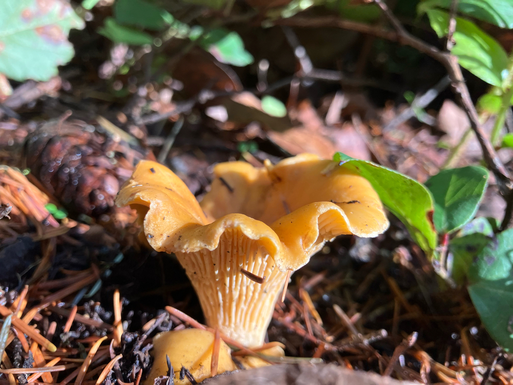 Cantharellus formosus · November 2025 · photo: © samallonthesciencemon (iNaturalist, cc0)