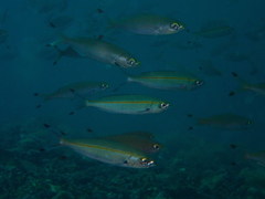 Pterocaesio tessellata