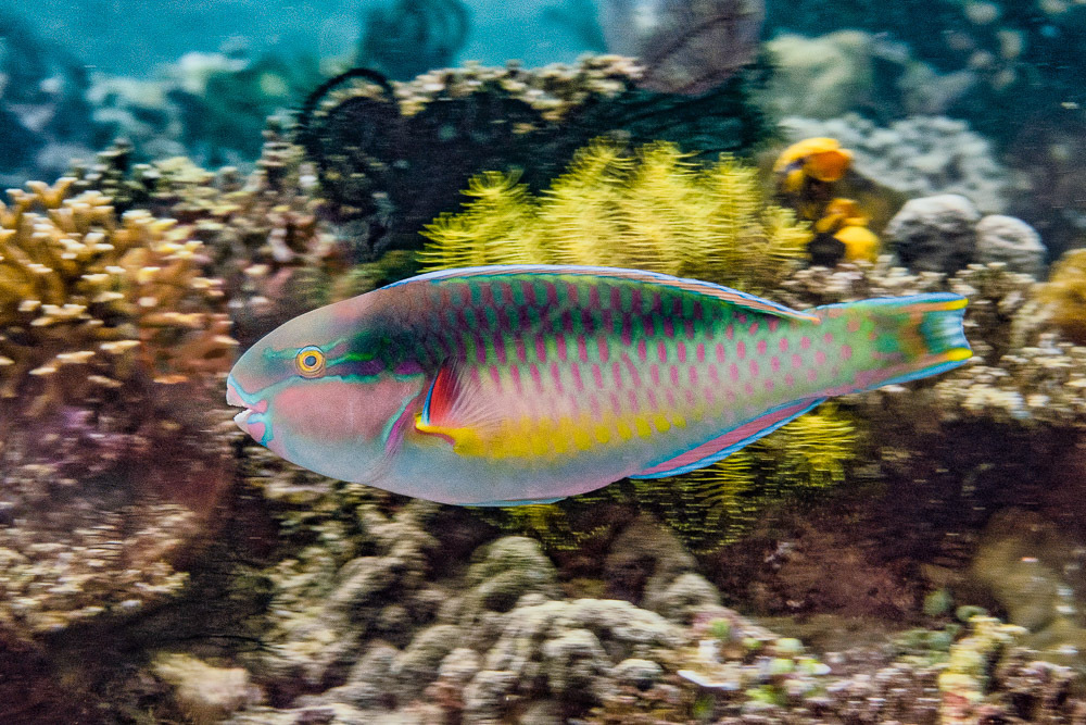 Pink-Margined Parrotfish