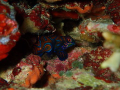 Synchiropus splendidus