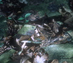 Lexias perdix