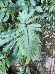 Pteris setulosocostulata