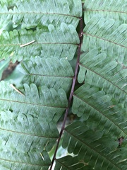 Pteris setulosocostulata