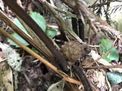 Pteris setulosocostulata