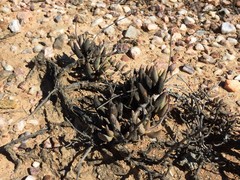 Adromischus filicaulis