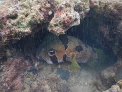 Diodon liturosus