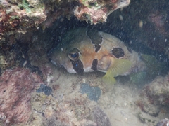 Diodon liturosus