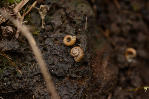 Spirostoma japonicum