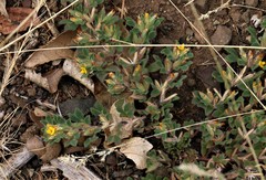 Acmispon brachycarpus