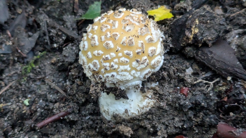 Amanita pantherinoides