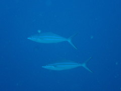 Elagatis bipinnulata