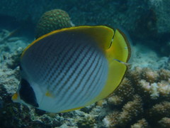 Chaetodon adiergastos