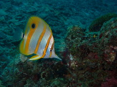 Chelmon rostratus