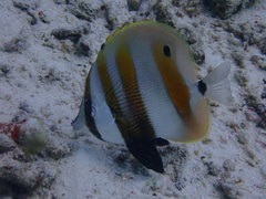 Coradion chrysozonus