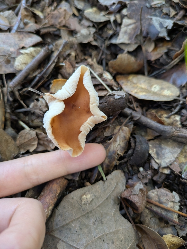 Gymnopus dryophilus · November 2025 · photo: © jayjt (iNaturalist, cc-by)