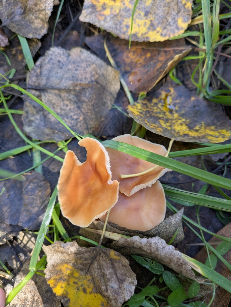 Gymnopus dryophilus · November 2025 · photo: © jayjt (iNaturalist, cc-by)
