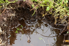 Hynobius quelpaertensis