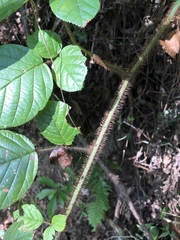Rubus wallichianus
