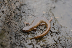 Hynobius quelpaertensis