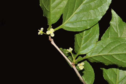 Mountain Winterberry (Ilex montana)