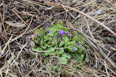 Primula borealis