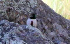 Oreotrochilus estella