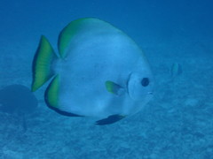 Platax boersii