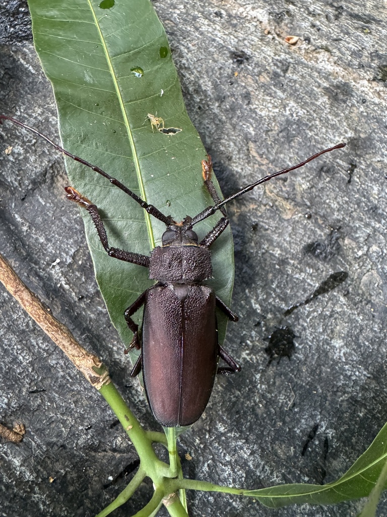 Cnemoplites cnemoplitoides