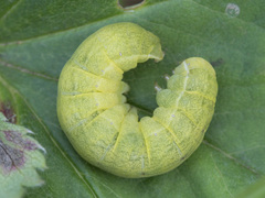 Lacanobia contigua